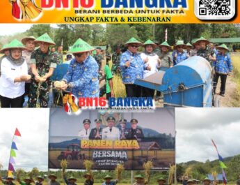 Panen Raya Bersama Yonif TP845/KS, Eks Sawah Jepang di Desa Simpang Tiga Renggiang Belitung Timur