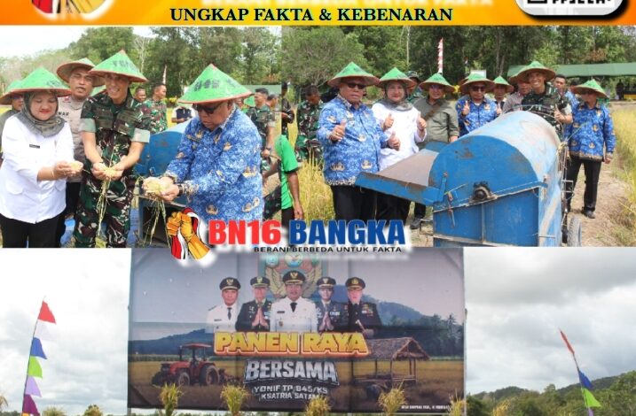 Panen Raya Bersama Yonif TP845/KS, Eks Sawah Jepang di Desa Simpang Tiga Renggiang Belitung Timur