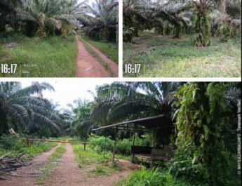 KEBUN SAWIT DIKELOLA AKEW AMEN PULUHAN HEKTAR DI DESA NADI DIDUGA MILIK BUYUNG