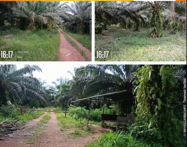 KEBUN SAWIT DIKELOLA AKEW AMEN PULUHAN HEKTAR DI DESA NADI DIDUGA MILIK BUYUNG