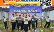 Dari Balik Tembok Lapas, Lahan 160 Meter Persegi Hasilkan 231 Kg Semangka