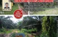 Jejak Lama Kwang Yung alias Buyung Mencuat, Kebun Sawit Puluhan Hektar di Desa Nadi Disorot
