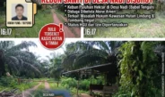 Jejak Lama Kwang Yung alias Buyung Mencuat, Kebun Sawit Puluhan Hektar di Desa Nadi Disorot