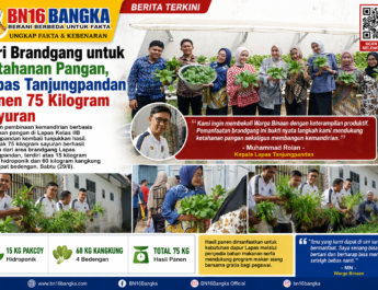 Dari Brandgang untuk Ketahanan Pangan, Lapas Tanjungpandan Panen 75 Kilogram Sayuran