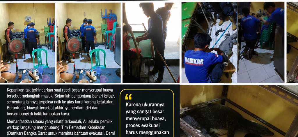 Aksi Heroik 5 Punggawa Damkar Bangka Barat Evakuasi Biawak 2 Meter Seukuran Buaya di Warkop Ak Nur