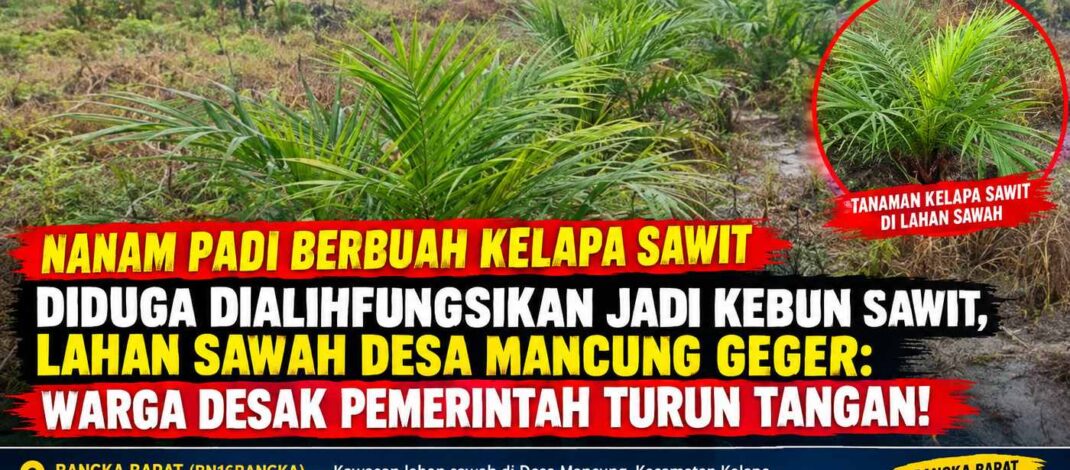 DIDUGA DIALIHFUNGSIKAN JADI KEBUN SAWIT, LAHAN SAWAH DESA MANCUNG GEGER: WARGA DESAK PEMERINTAH TURUN TANGAN!