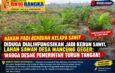 DIDUGA DIALIHFUNGSIKAN JADI KEBUN SAWIT, LAHAN SAWAH DESA MANCUNG GEGER: WARGA DESAK PEMERINTAH TURUN TANGAN!