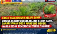 DIDUGA DIALIHFUNGSIKAN JADI KEBUN SAWIT, LAHAN SAWAH DESA MANCUNG GEGER: WARGA DESAK PEMERINTAH TURUN TANGAN!