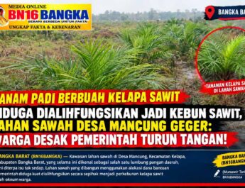 DIDUGA DIALIHFUNGSIKAN JADI KEBUN SAWIT, LAHAN SAWAH DESA MANCUNG GEGER: WARGA DESAK PEMERINTAH TURUN TANGAN!